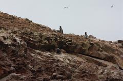1139-Isole Ballestas,19 luglio 2013